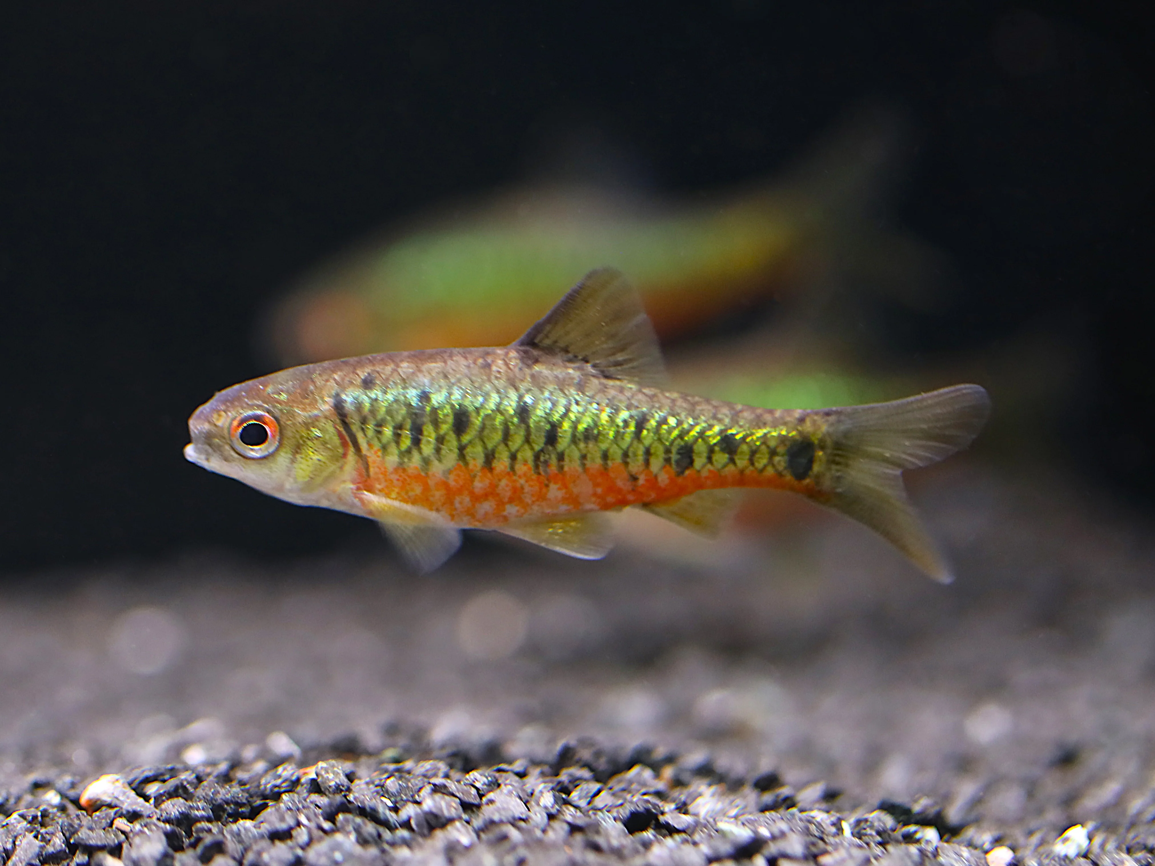 Schuberti Barb (Barbodes semifasciolatus var. schuberti) – Tank-Bred - Nestor' Aquariums & Pets