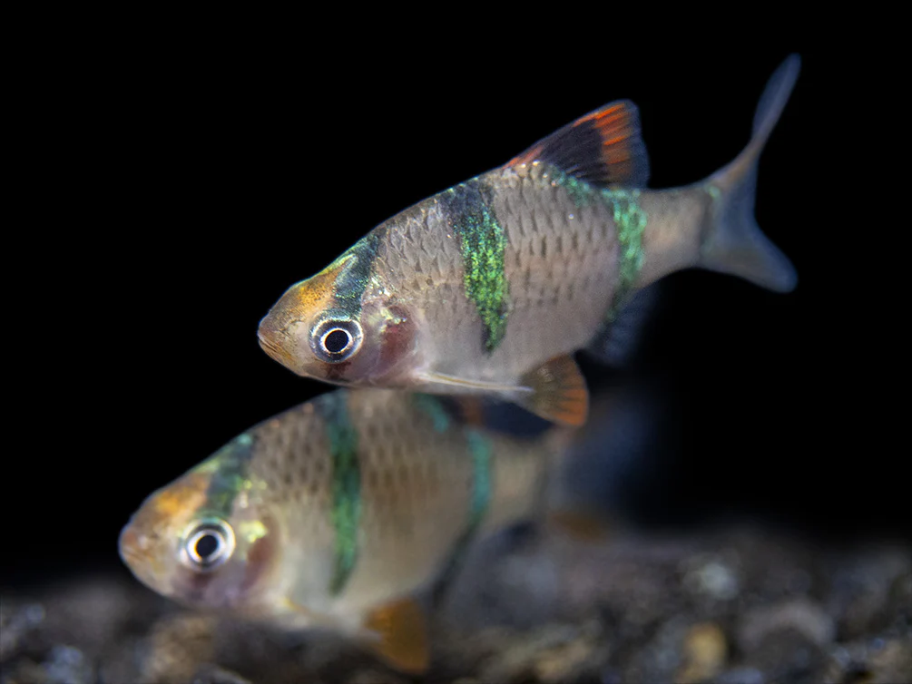 Tiger Barb (Puntigrus tetrazona), Tank-Bred - Nestor' Aquariums & Pets