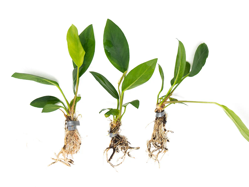 Anubias Congensis (Anubias heterophylla), bare root - Nestor' Aquariums & Pets