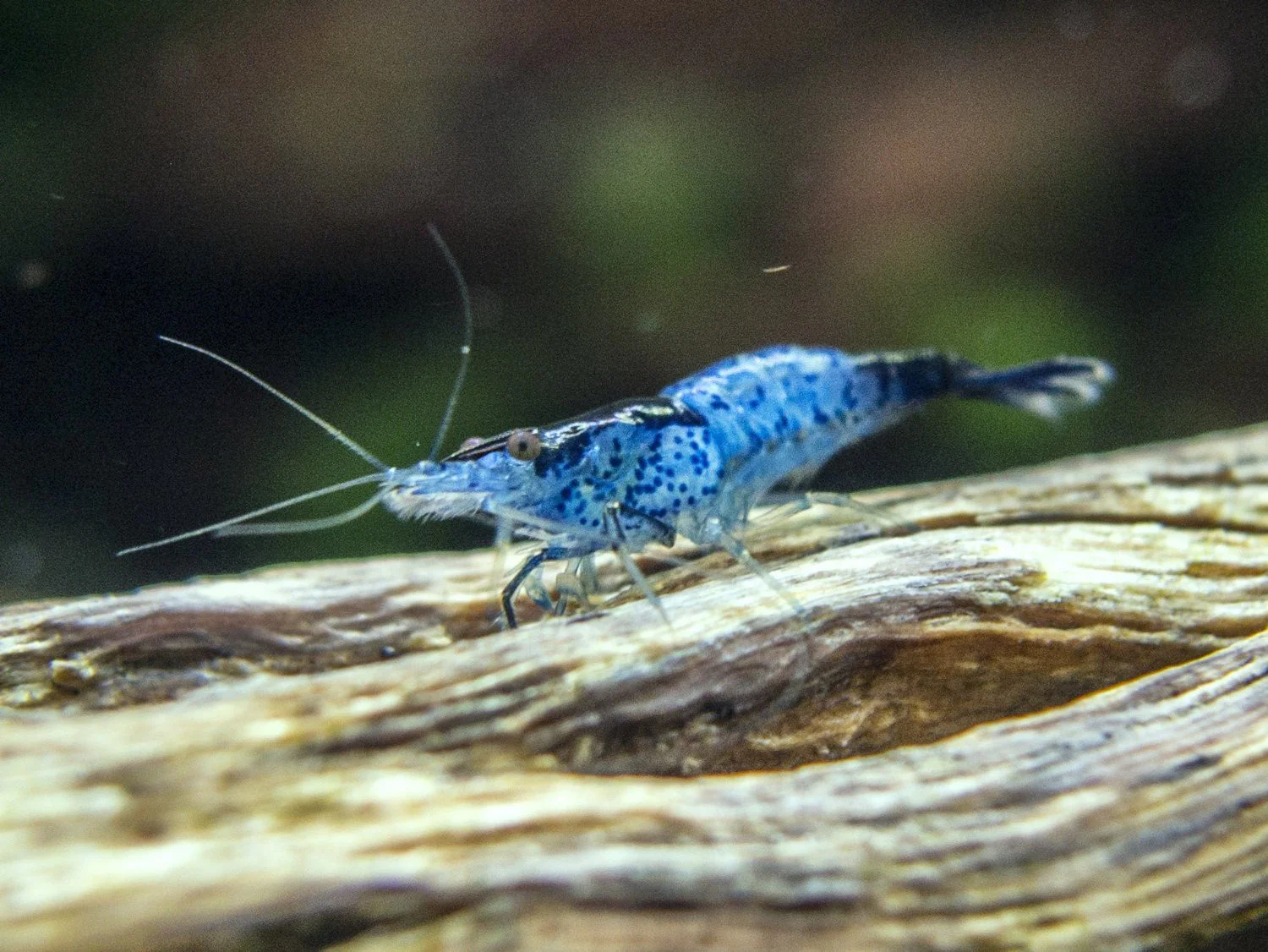 Blue Rili Shrimp (Neocaridina davidi), Tank-Bred - Nestor' Aquariums & Pets