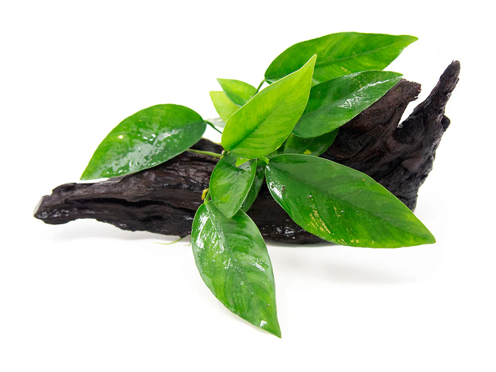 Anubias Frazeri on 6+ inch Driftwood - Nestor' Aquariums & Pets