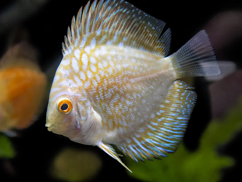 Dealer's Choice Discus (Symphysodon aequifasciatus), Tank-Bred - Nestor' Aquariums & Pets
