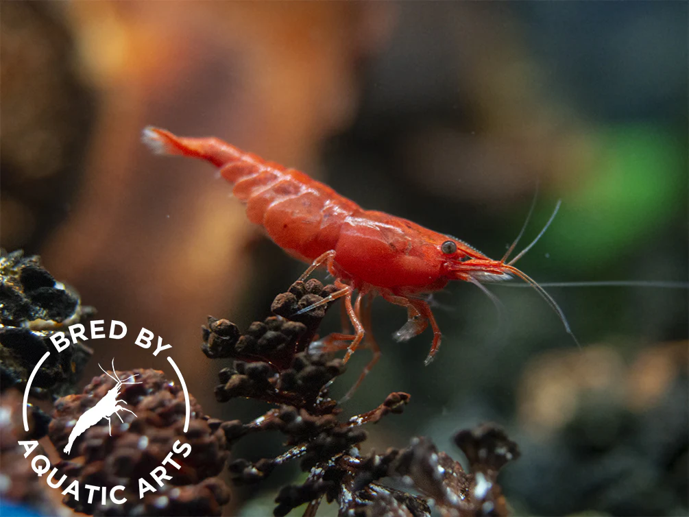 Bred By Aquatic Arts Neocaridina Shrimp Combo Box (Neocaridina davidi) - Nestor' Aquariums & Pets