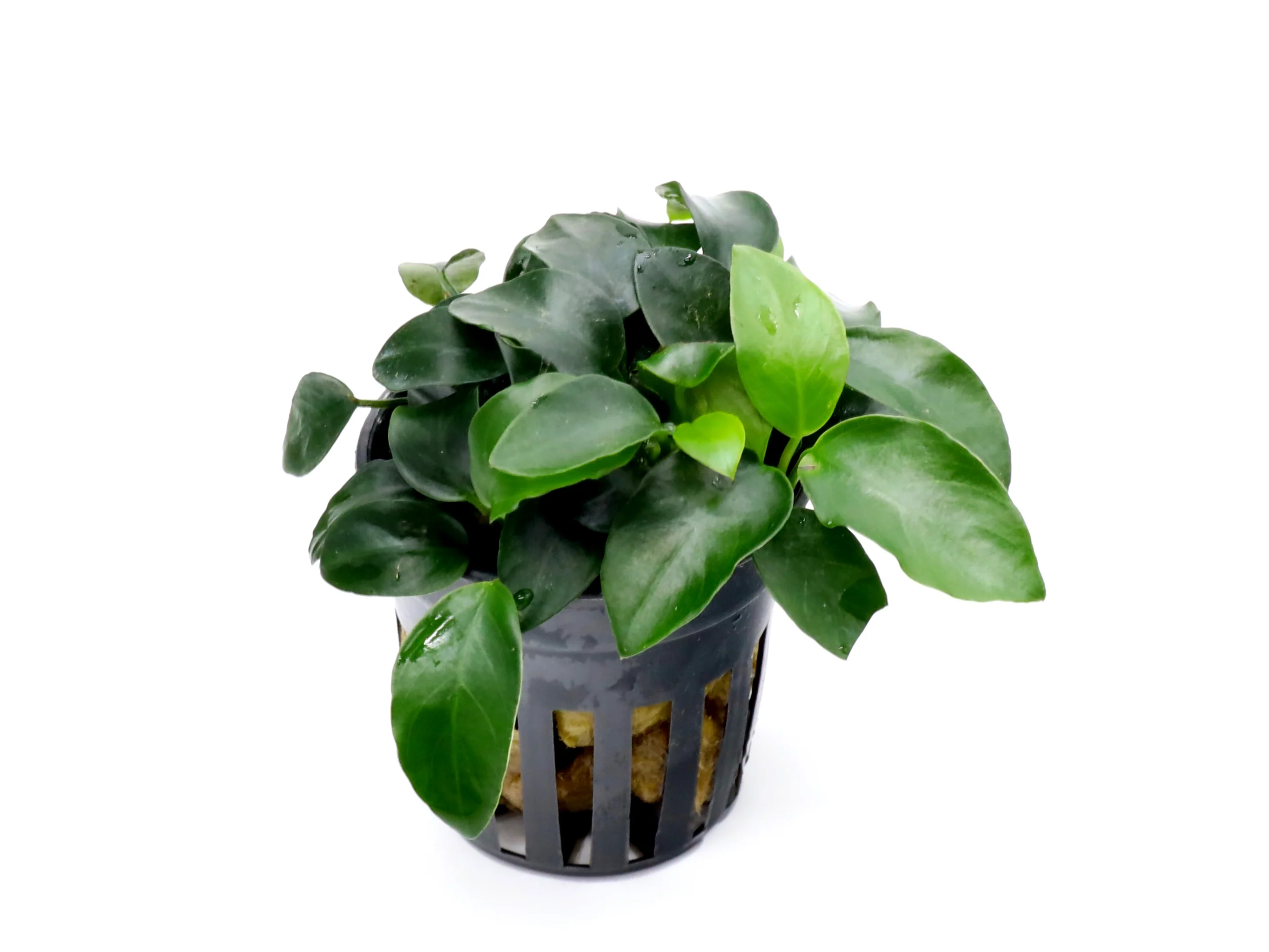 Anubias Bonsai (Anubias barteri var. nana 