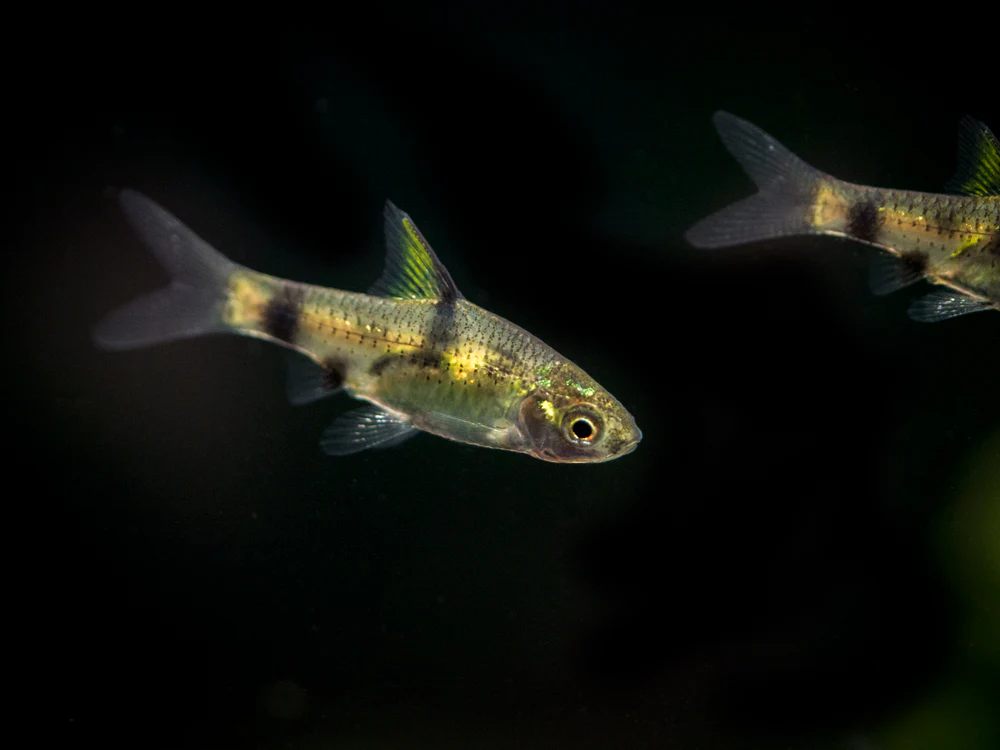 Golden Dwarf Barb (Pethia gelius), Tank-Bred!!! - Nestor' Aquariums & Pets