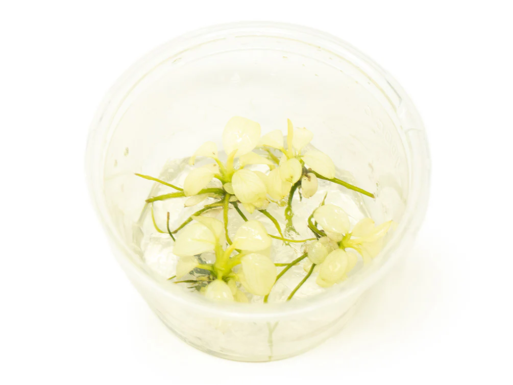 Variegated Anubias Nana (Anubias barteri “Variegated Nana”) Tissue Culture - Nestor' Aquariums & Pets