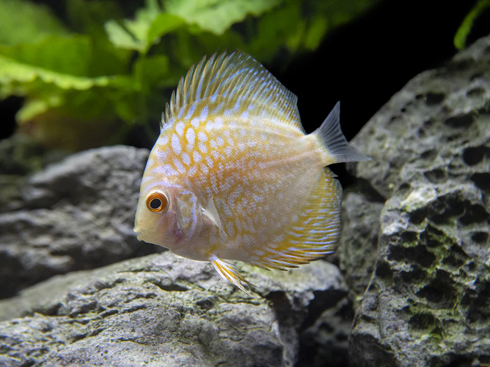 Dealer's Choice Discus (Symphysodon aequifasciatus), Tank-Bred - Nestor' Aquariums & Pets