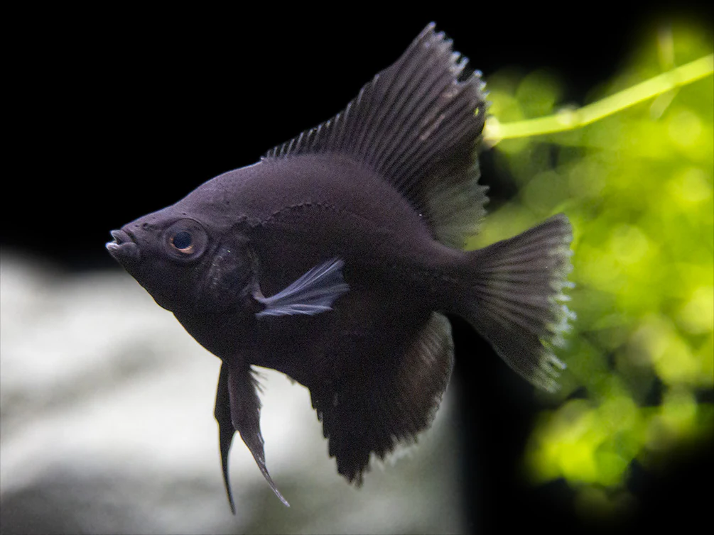 Black Angelfish (Pterophyllum scalare), Tank-Bred - Nestor' Aquariums & Pets