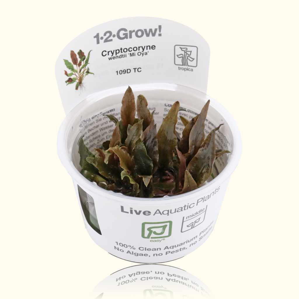 Cryptocoryne Wendtii 'Mi Oya' Tissue Culture - Nestor' Aquariums & Pets