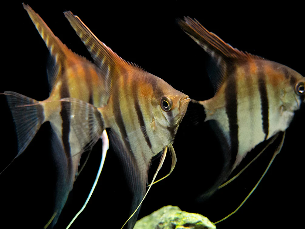 Red Shoulder Manacapuru Angelfish (Pterophyllum scalare) - TANK-BRED!!! - Nestor' Aquariums & Pets