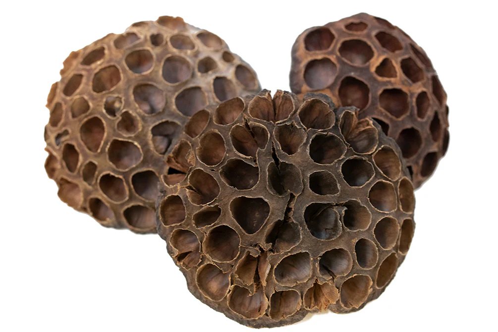 Aquatic Arts Lotus Pods - Nestor' Aquariums & Pets