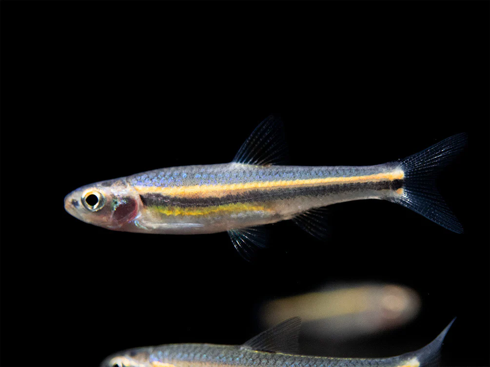 Rainbow Shiner (Notropsis chrosomus), Tank-Bred - Nestor' Aquariums & Pets