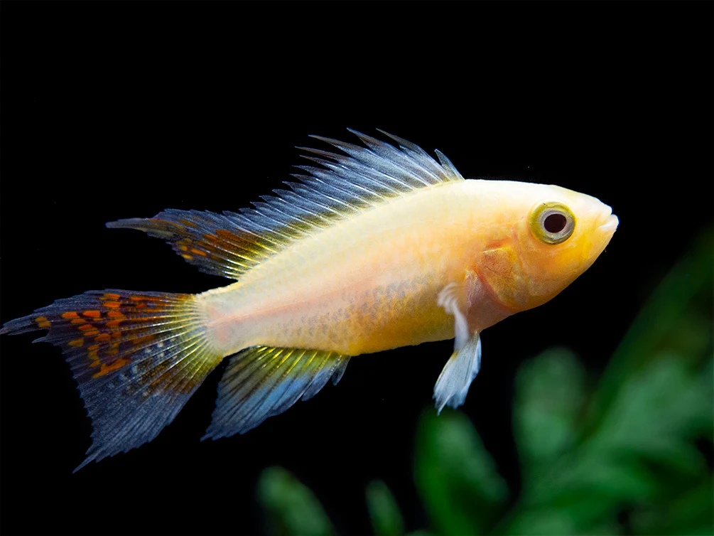 Platinum Double Red Cockatoo Dwarf Cichlid (Apistogramma cacatuoides) - TANK-BRED!!! - Nestor' Aquariums & Pets