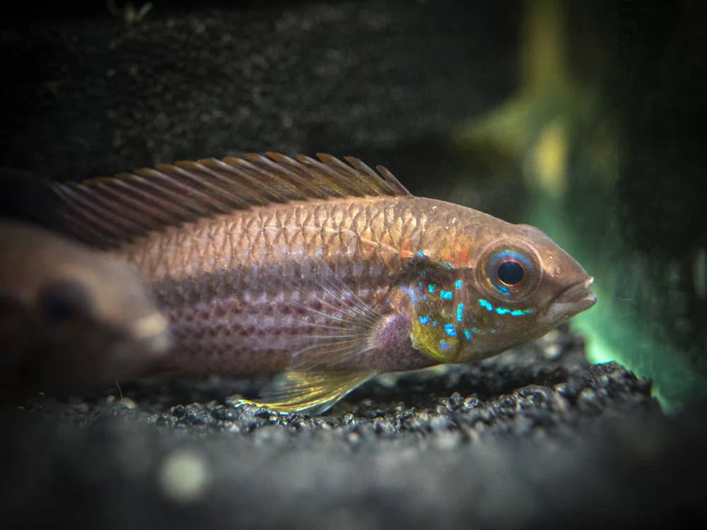 Tefe Agassizi's Dwarf Cichlid (Apistogramma cf. agassizii 