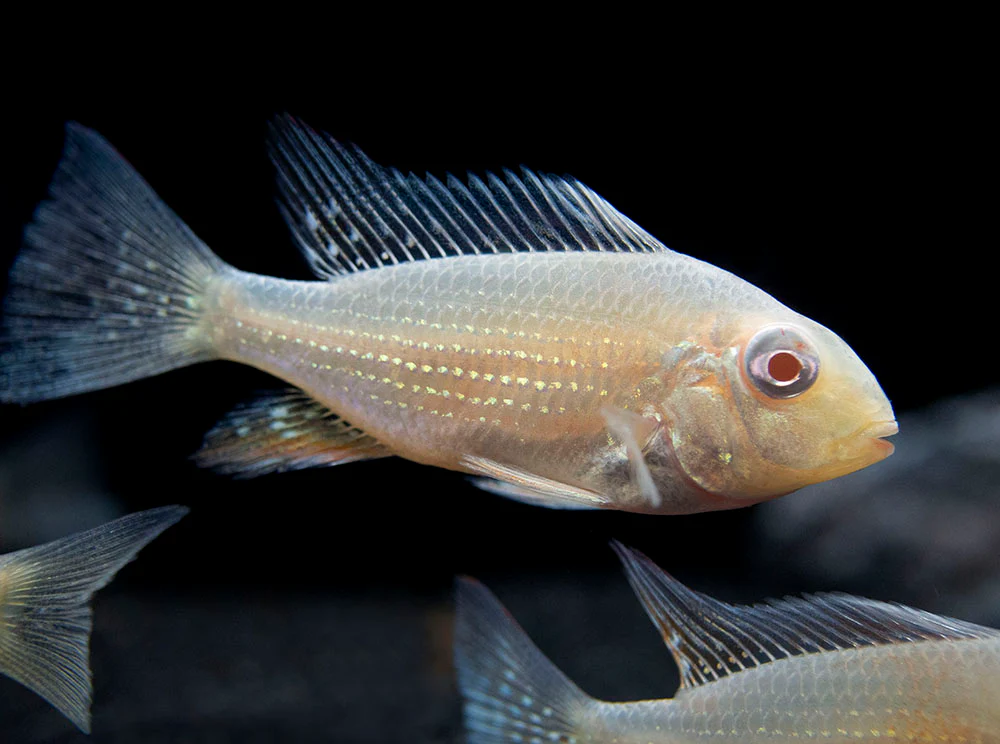 Albino Threadfin Acara Cichlid (Acarichthys heckelii), Tank-Bred! - Nestor' Aquariums & Pets