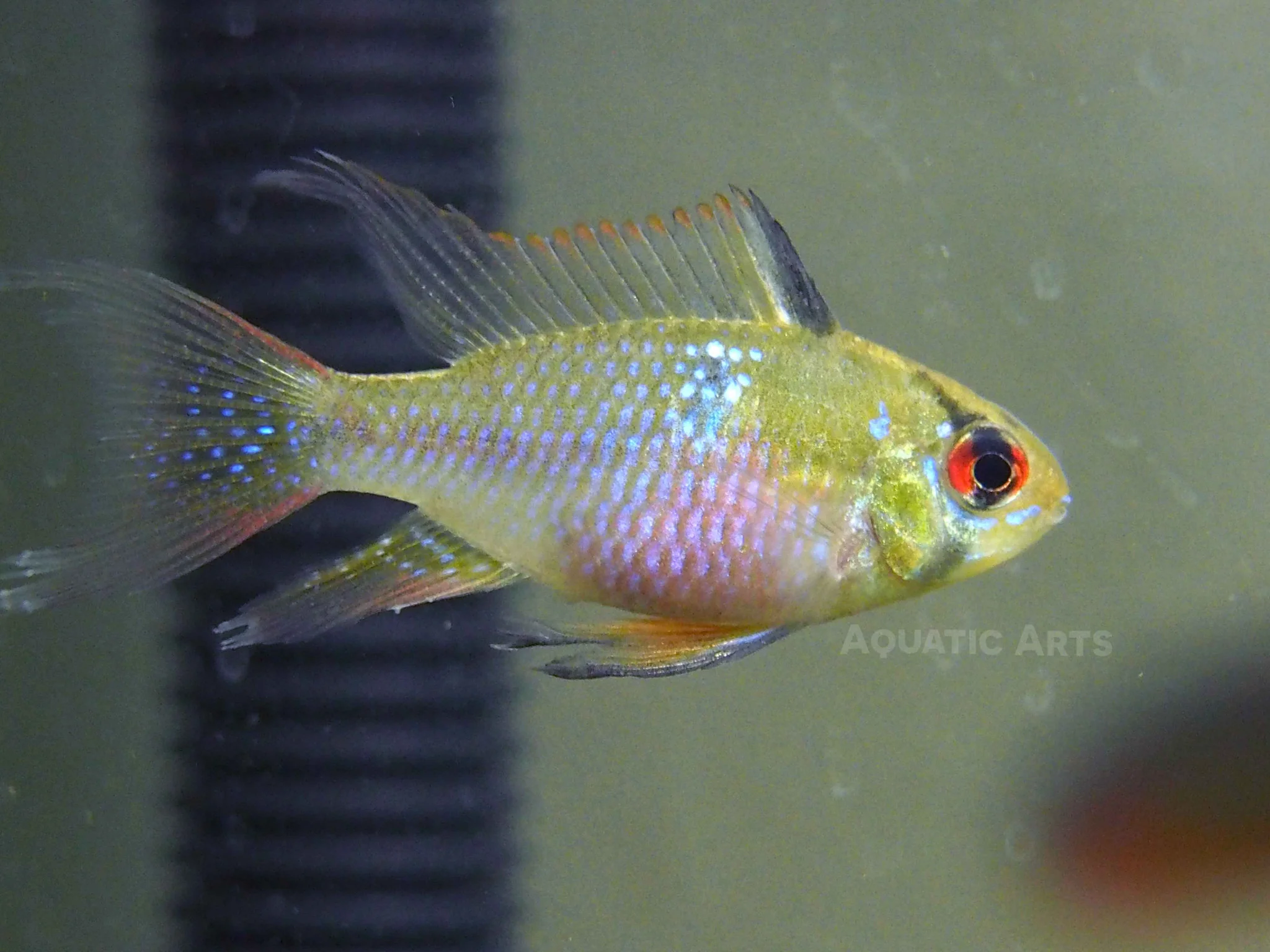 German Blue Ram Dwarf Cichlid (Mikrogeophagus ramirezi) - Tank-Bred! - Nestor' Aquariums & Pets