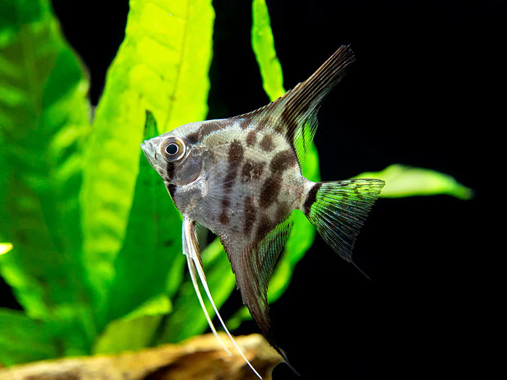 Clown Angelfish (Pterophyllum scalare 