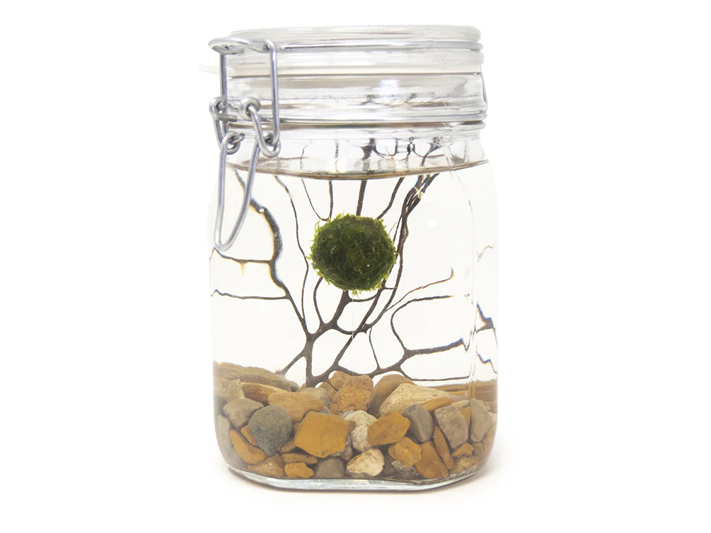 Aquatic Arts Desktop Terrarium - Nestor' Aquariums & Pets