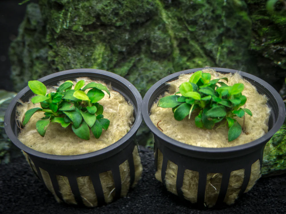 Petite Anubias Nana (Anubias barteri var. “Petite Nana”), Bare Root - Nestor' Aquariums & Pets