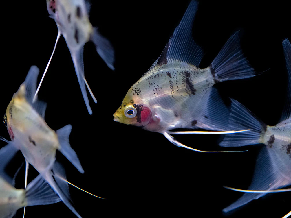 Koi Angelfish (Pterophyllum scalare) - Tank-Bred! - Nestor' Aquariums & Pets