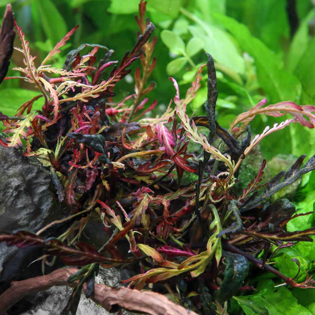 Hygrophila Pinnatifida Tissue Culture - Nestor' Aquariums & Pets