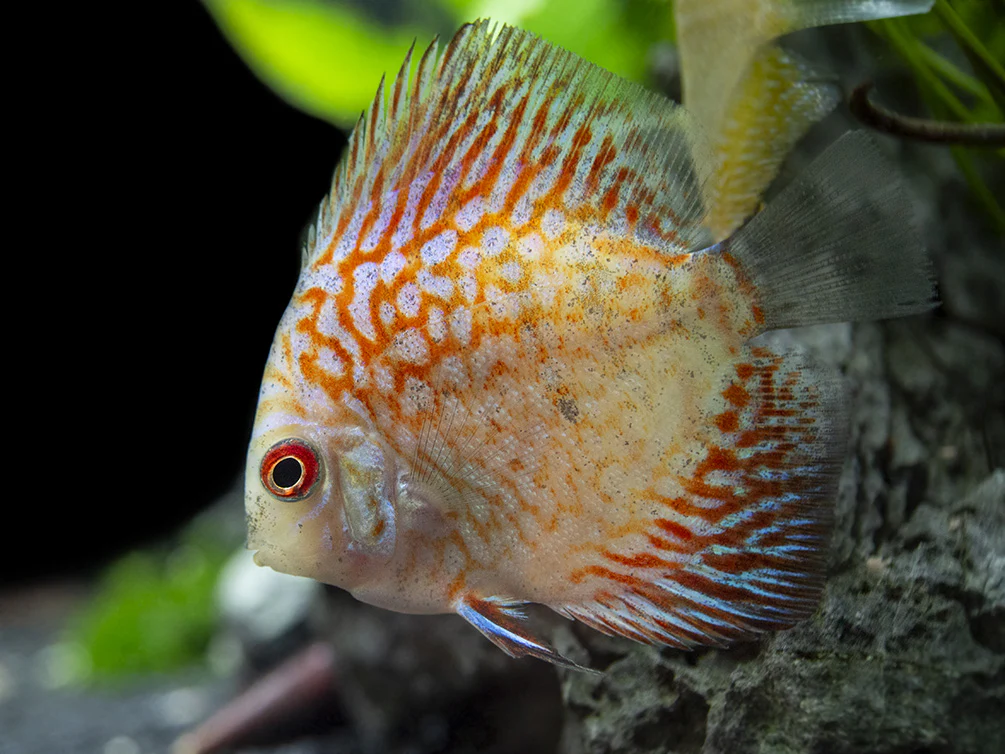 Dealer's Choice Discus (Symphysodon aequifasciatus), Tank-Bred - Nestor' Aquariums & Pets