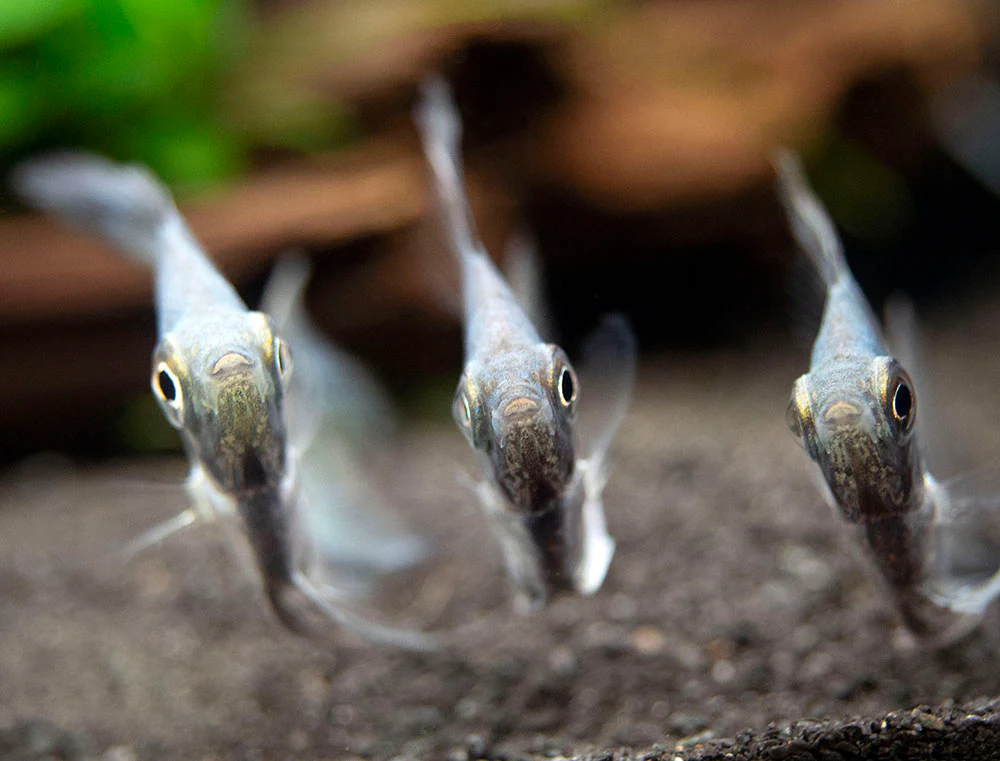 Avatar Turkey Green Angelfish (Pterophyllum scalare 
