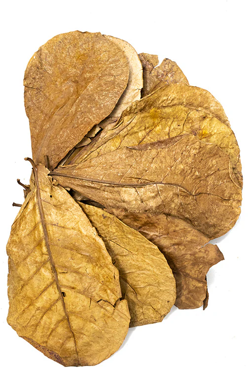 Catappa AKA Indian Almond Leaves - Nestor' Aquariums & Pets