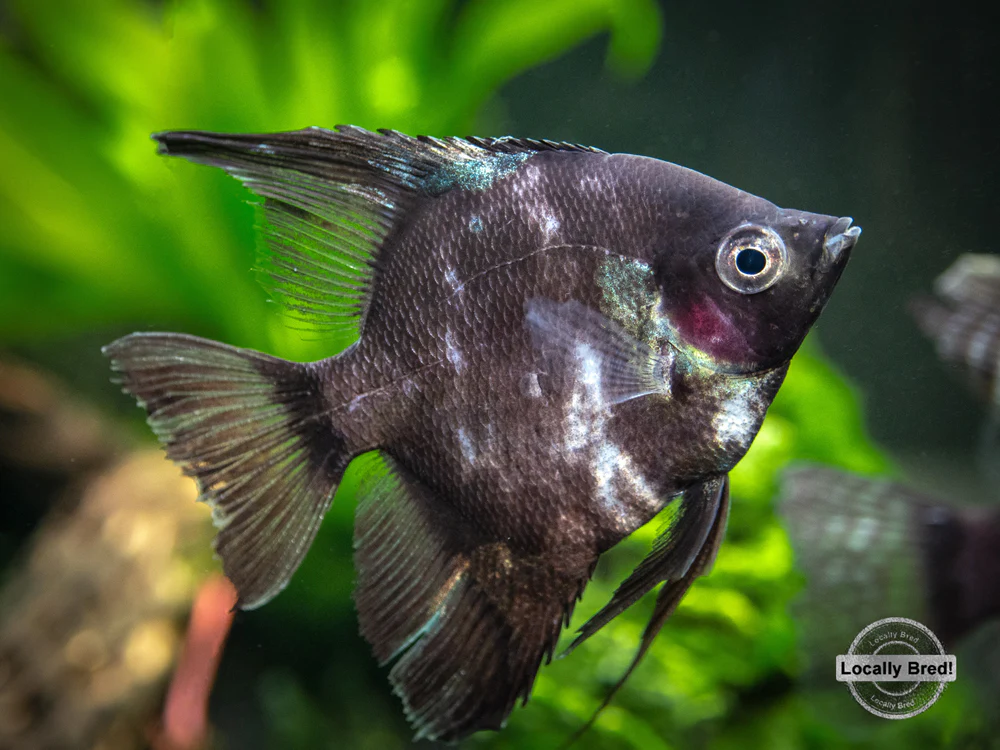 Black Angelfish (Pterophyllum scalare 