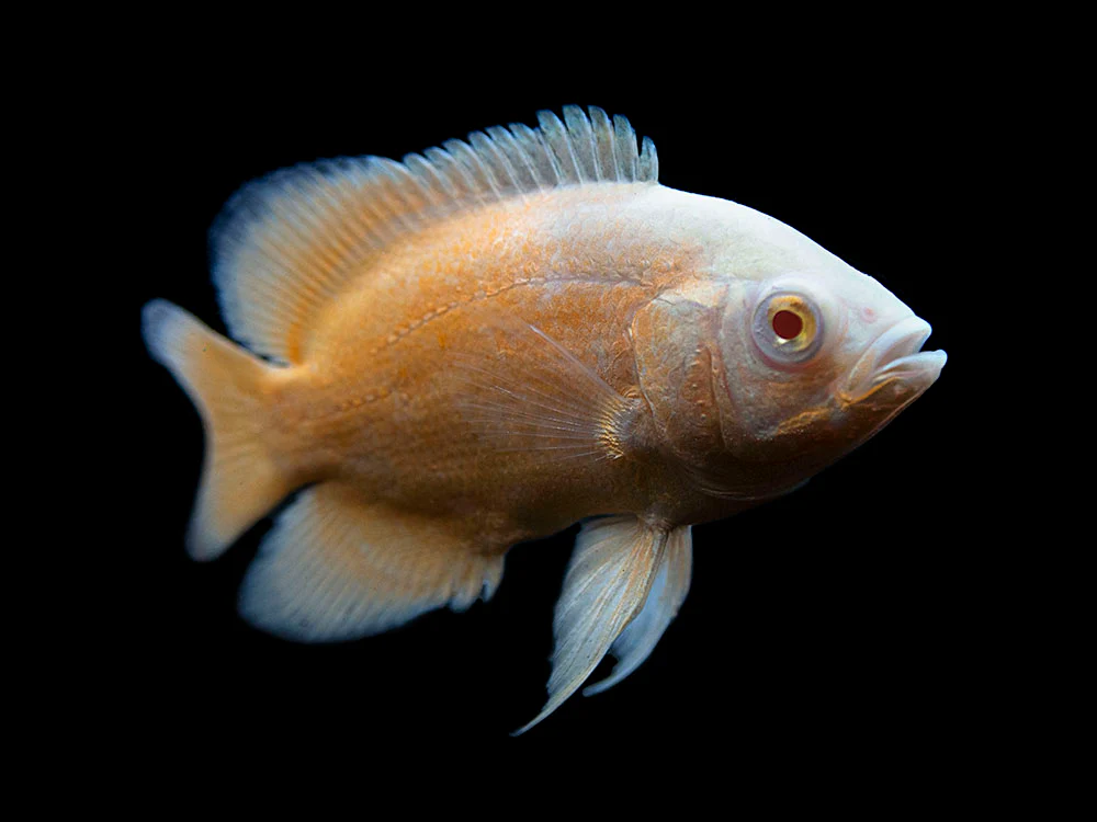 Albino Red Oscar (Astronotus ocellatus), Tank-Bred - Nestor' Aquariums & Pets