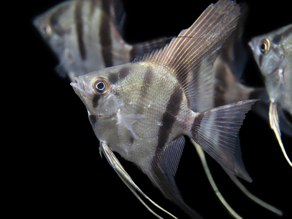 Rio Xingu Angelfish (Pterophyllum scalare), Tank-Bred - Nestor' Aquariums & Pets