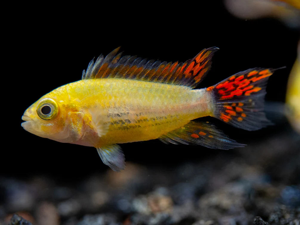 Platinum Double Red Cockatoo Dwarf Cichlid (Apistogramma cacatuoides) - TANK-BRED!!! - Nestor' Aquariums & Pets