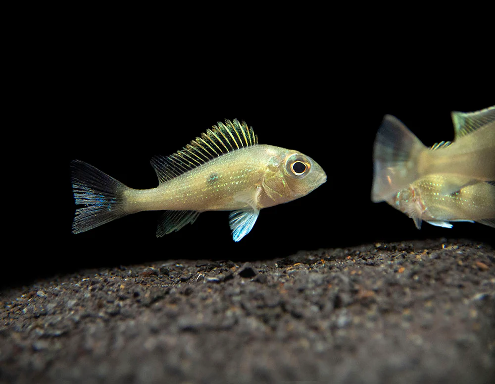 Sven's Eartheater Cichlid (Geophagus sveni), Tank-Bred! - Nestor' Aquariums & Pets