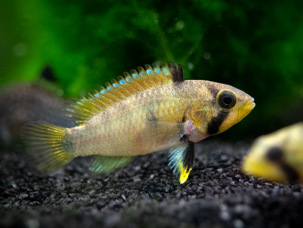 Blue Panda Dwarf Cichlid (Apistogramma panduro/pandurini) - TANK-BRED!!! - Nestor' Aquariums & Pets
