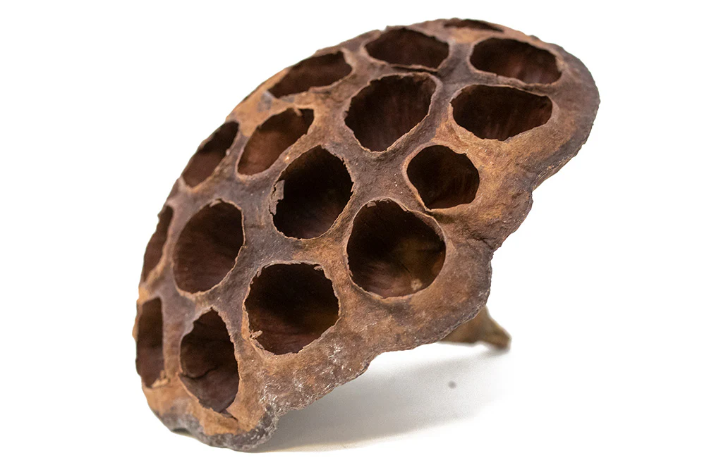 Aquatic Arts Lotus Pods - Nestor' Aquariums & Pets