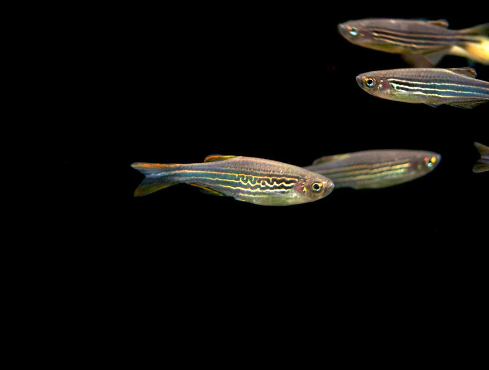 Striped Kyathit AKA Orange Finned Danio (Brachydanio kyathit), Tank-Bred! - Nestor' Aquariums & Pets