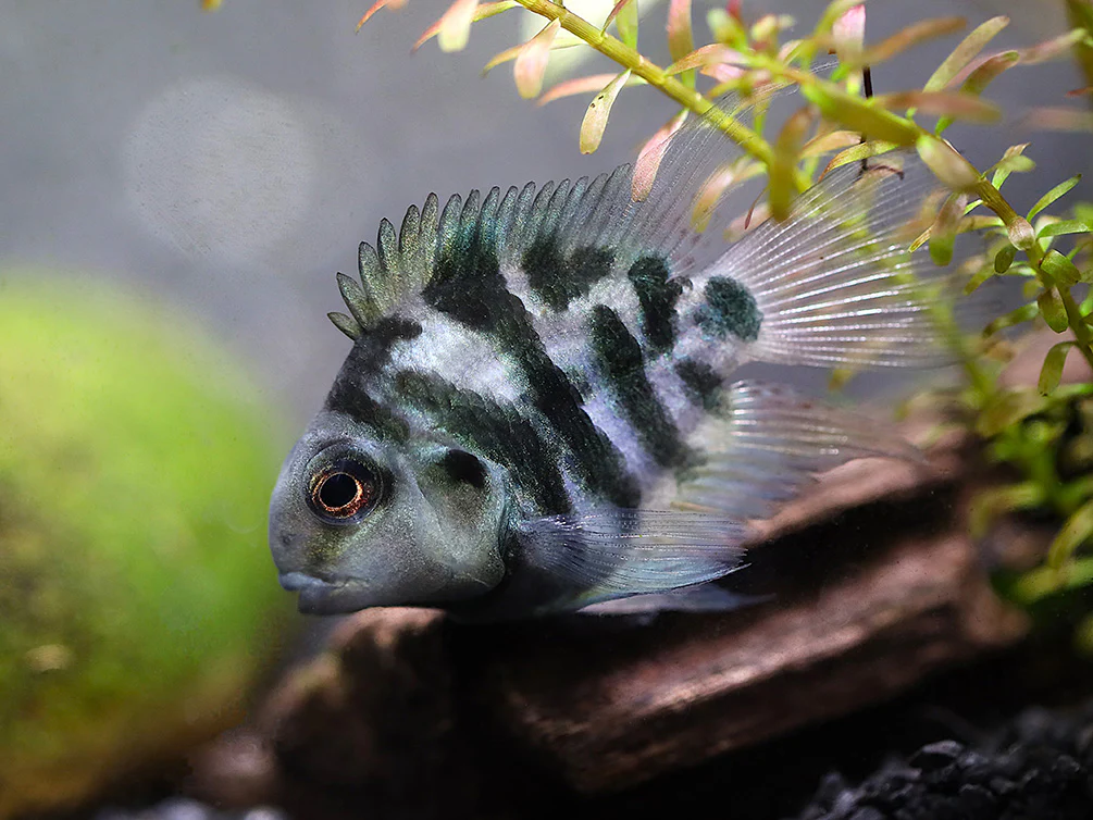 Polar Blue Parrot Cichlid (Hybrid: Blood Parrot × Convict Cichlid) – Tank Bred - Nestor' Aquariums & Pets