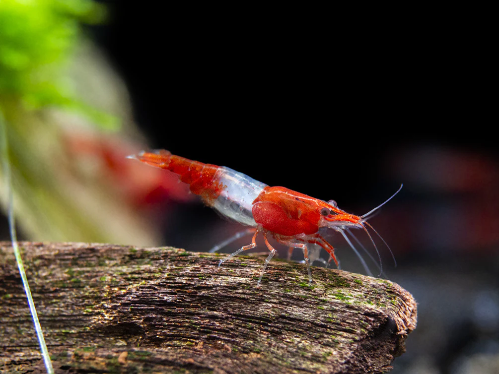 Red Rili Shrimp Breeder Combo Box - Nestor' Aquariums & Pets