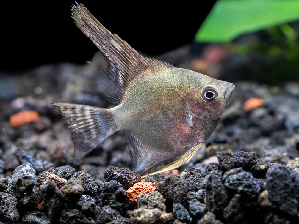 Philippine Blue Smokey Angelfish (Pterophyllum scalare) - TANK-BRED! - Nestor' Aquariums & Pets