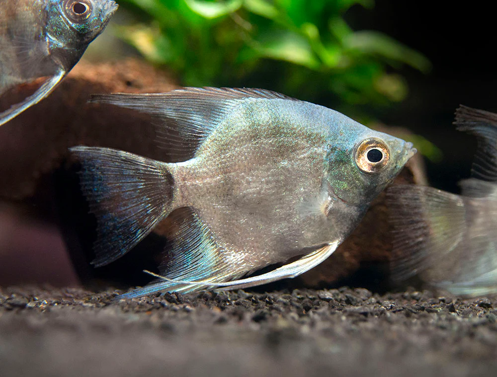 Avatar Turkey Green Angelfish (Pterophyllum scalare 