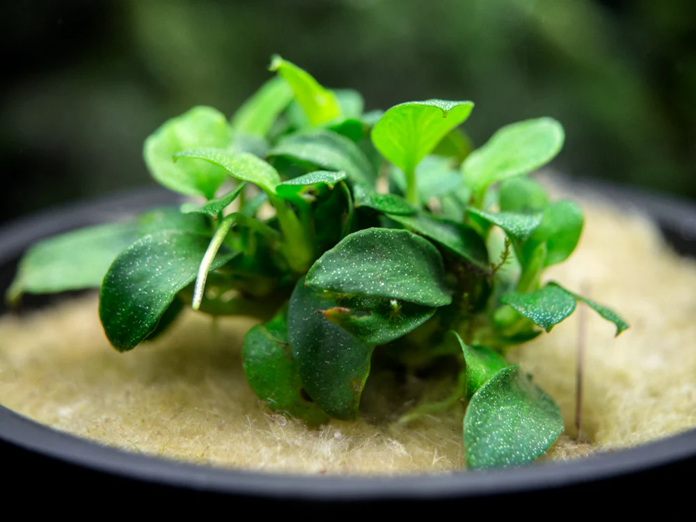 Petite Anubias Nana (Anubias barteri var. “Petite Nana”), Bare Root - Nestor' Aquariums & Pets