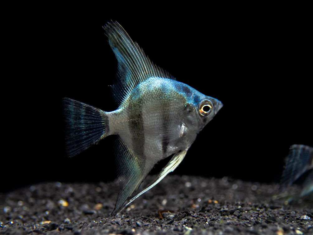 Blue Diamond Angelfish (Pterophyllum scalare) - Tank-Bred! - Nestor' Aquariums & Pets