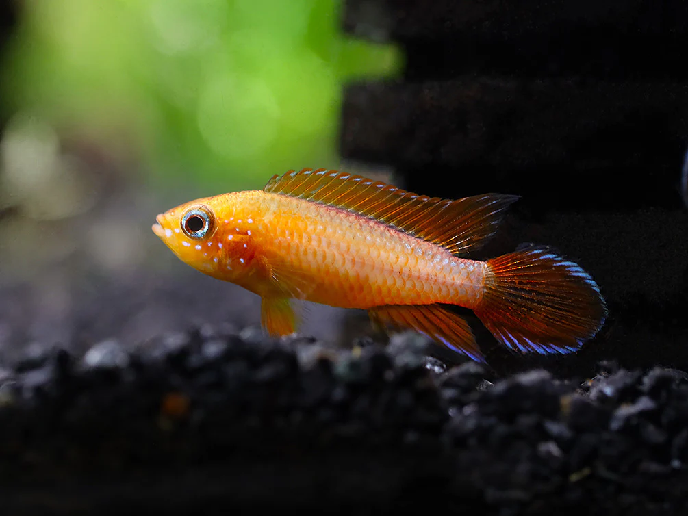 Gold Fire Red Agassizi's Dwarf Cichlid (Apistogramma cf. agassizii), Tank-Bred - Nestor' Aquariums & Pets