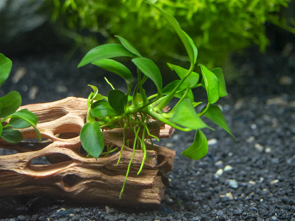 Petite Anubias Nana (Anubias barteri var. “Petite Nana”), Bare Root - Nestor' Aquariums & Pets