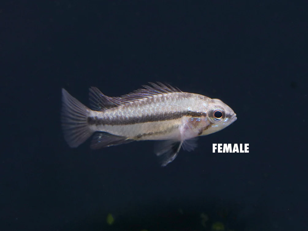 Redfin Three-Striped Dwarf Cichlid (Apistogramma trifasciata) - TANK-BRED!!! - Nestor' Aquariums & Pets