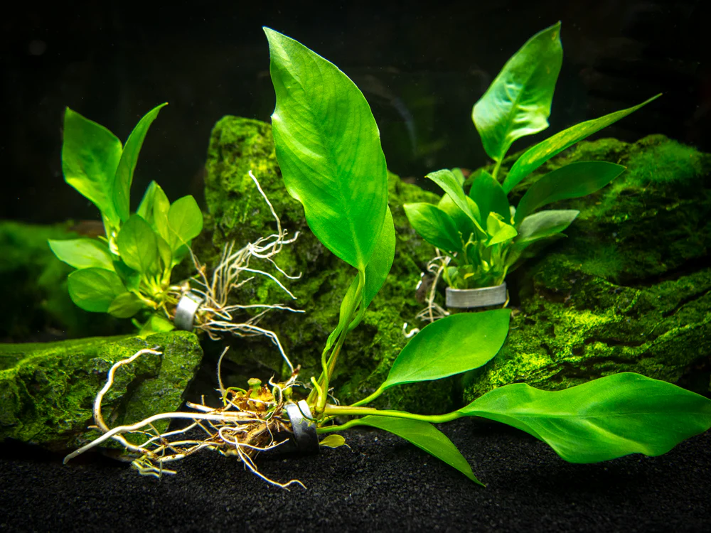Anubias Nangi (Anubias barteri 