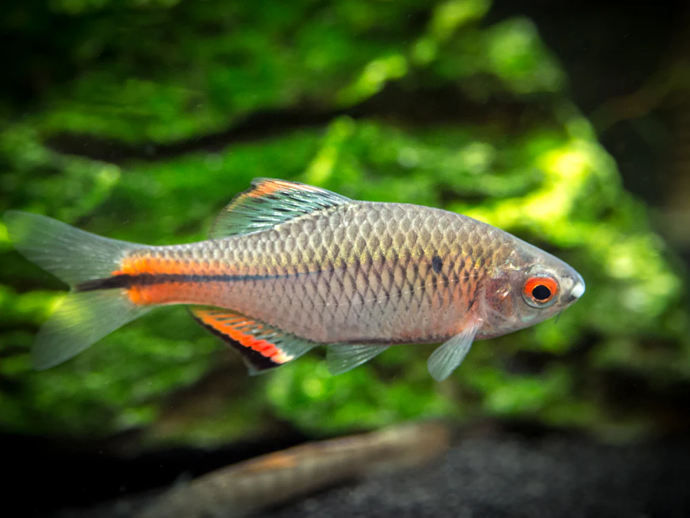 Blue Amur Taiwanese Bitterling (Paracheilognathus himantegus) - Nestor' Aquariums & Pets