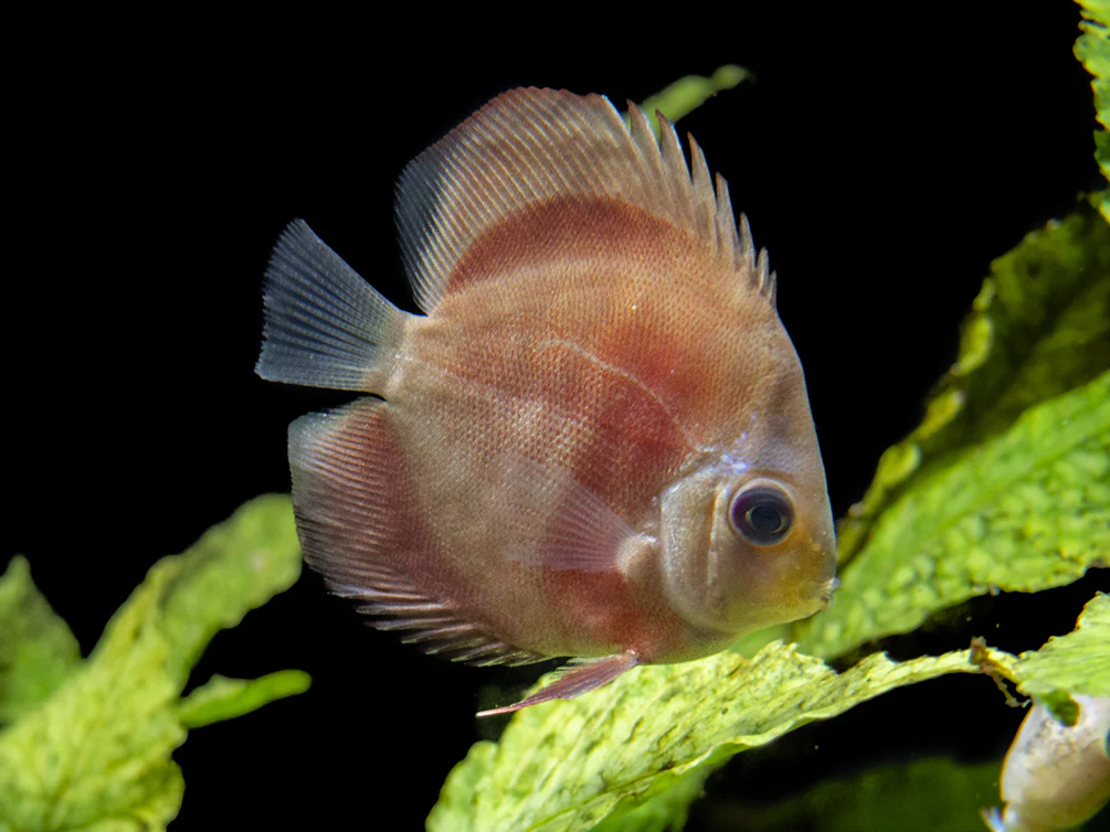Dealer's Choice Discus (Symphysodon aequifasciatus), Tank-Bred - Nestor' Aquariums & Pets