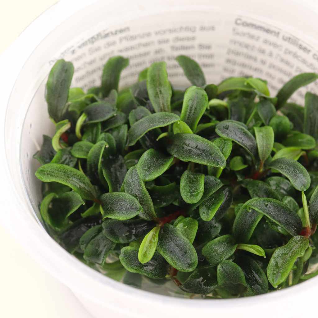 Bucephalandra Needle Leaf Tissue Culture - Nestor' Aquariums & Pets