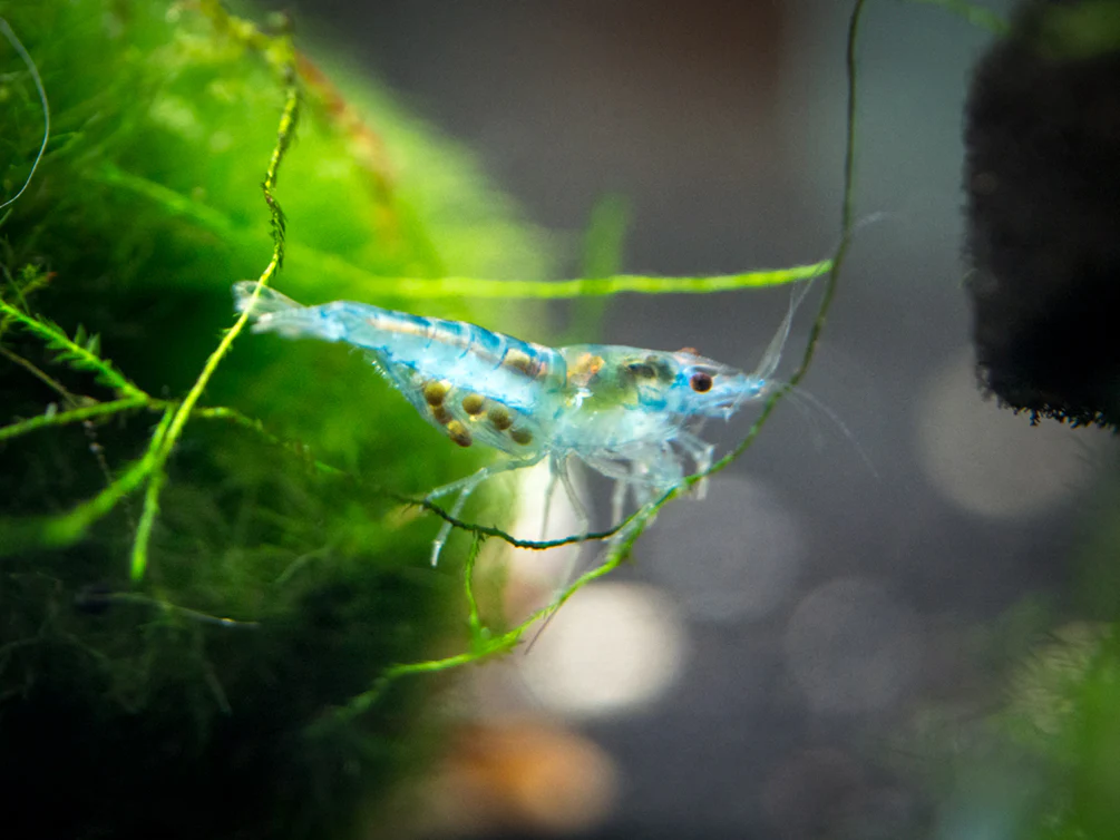 Sky Blue Velvet Shrimp (Neocaridina davidi), Tank-Bred! - Nestor' Aquariums & Pets